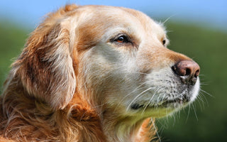 Senior golden retriever dog looking thoughtfully into the distance.