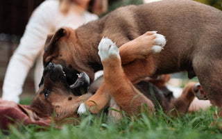 Two playful puppies tumbling in the grass. 