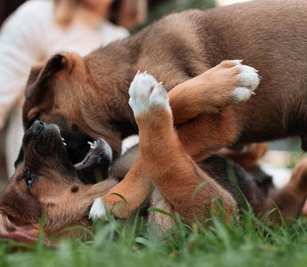 Two playful puppies tumbling in the grass. 