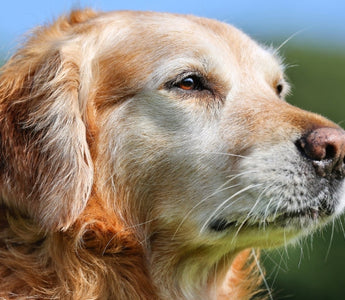 Senior golden retriever dog looking thoughtfully into the distance.