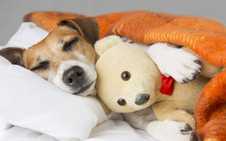What does it mean when my dog woop-woops in his sleep?