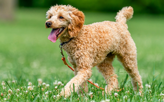 Natural Solutions for Managing Arthritis in Dogs: Discover PEMF Therapy