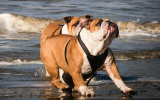 Two English Bulldogs playing on a beach, enjoying the waves.