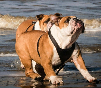Two English Bulldogs playing on a beach, enjoying the waves.