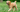 Happy apricot toy poodle puppy running in a grassy field.