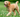 Happy apricot toy poodle puppy running in a grassy field.