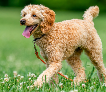 Happy apricot toy poodle puppy running in a grassy field.