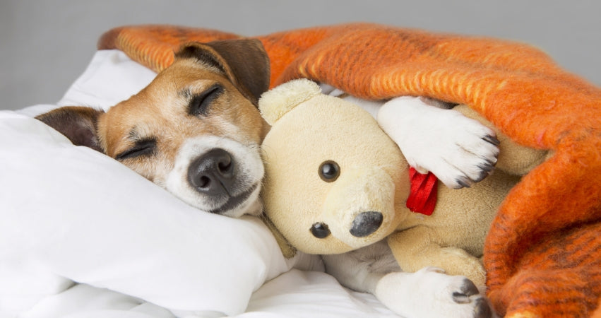 What does it mean when my dog woop-woops in his sleep? – Nurture Your Pet