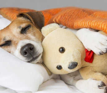 A Jack Russell Terrier sleeps soundly under an orange blanket, cuddling a teddy bear.