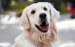 Happy golden retriever dog looking up