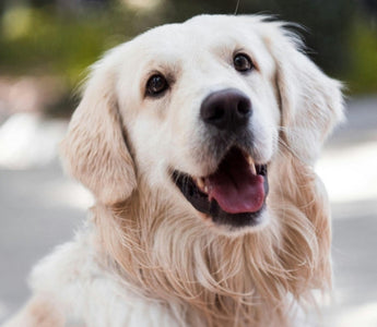 Happy golden retriever dog looking up