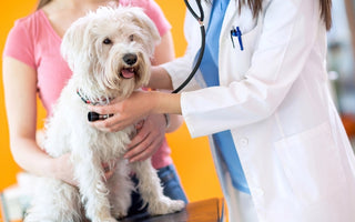 What Causes Seizures in Dogs