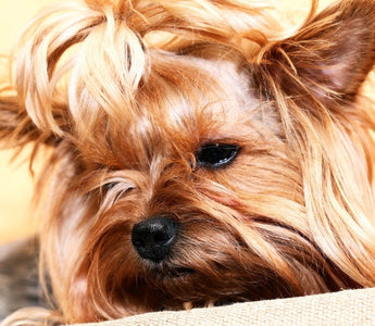Adorable Yorkshire Terrier puppy resting on a beige surface.