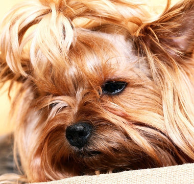 Adorable Yorkshire Terrier puppy resting on a beige surface.