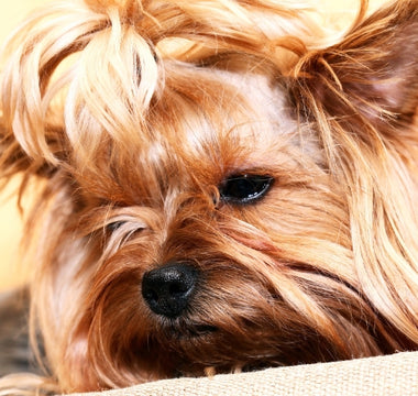 Natural Relief for Pet Headaches and Migraines: How Our Chakra Healing Mat Can Help