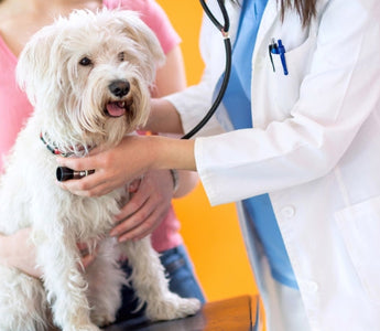 Veterinarian examining a small white dog with a stethoscope during a checkup.