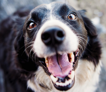 Happy black and white Border Collie dog looking up