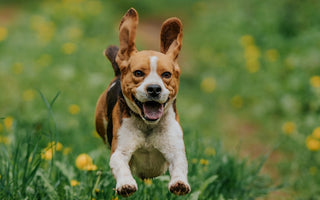 Natural Hormonal Balance for Pets: How NYP Oliver Can Restore Your Pet’s Vitality