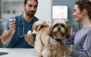 Warning Signs of Liver Failure in Dogs