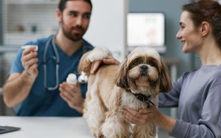 Veterinarian and pet owner examine Shih Tzu dog during checkup.