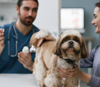 Veterinarian and pet owner examine Shih Tzu dog during checkup.