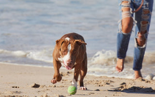 Make Your Pets Lose Weight Fast with PEMF Therapy