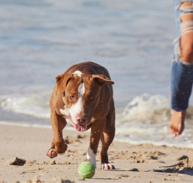 Make Your Pets Lose Weight Fast with PEMF Therapy