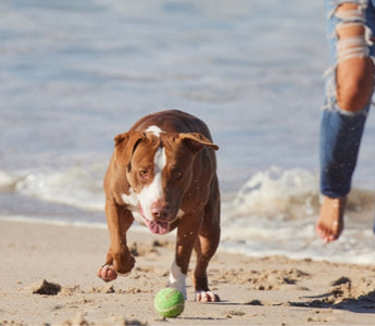 Brown and white Pit Bull terrier running on beach, chasing green ball.