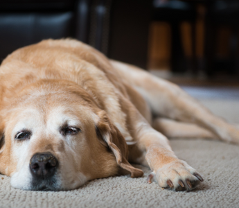 Senior golden retriever dog resting on carpet