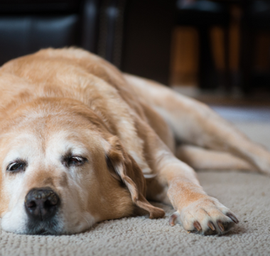 Senior golden retriever dog resting on carpet