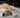 Senior golden retriever dog resting on carpet
