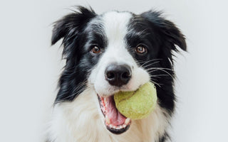 Border Collie dog holding a tennis ball in its mouth