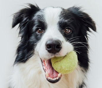 Border Collie dog holding a tennis ball in its mouth