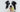 Border Collie dog holding a tennis ball in its mouth