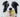 Border Collie dog holding a tennis ball in its mouth