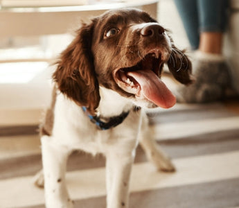 Happy Springer Spaniel puppy panting indoors
