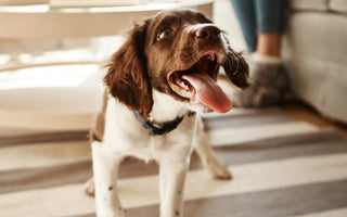 How to Keep Your Pets Happy and Healthy All-Summer Round?