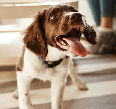 How to Keep Your Pets Happy and Healthy All-Summer Round?
