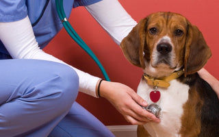 Understanding Your Dog's Normal Heart Rate and Health