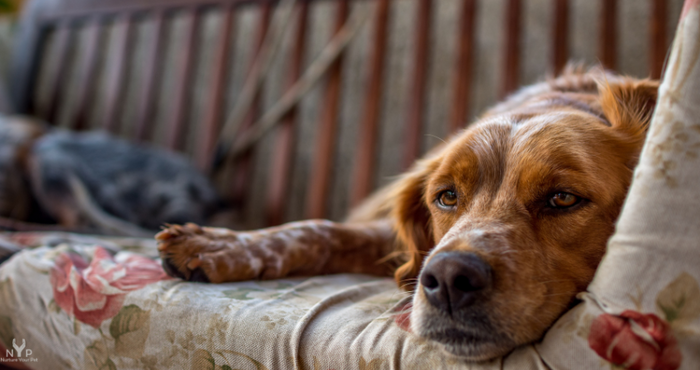 The Golden Years  - It’s All About Loving and Nurturing Your Senior Pet