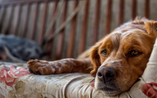 Relaxed Brittany Spaniel dog resting on floral couch