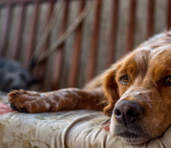 Relaxed Brittany Spaniel dog resting on floral couch