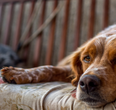Relaxed Brittany Spaniel dog resting on floral couch