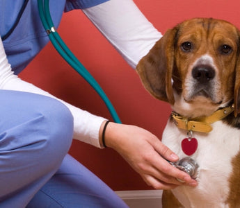 Veterinarian examining beagle dog with stethoscope