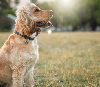 Adorable golden Cocker Spaniel sitting in a field
