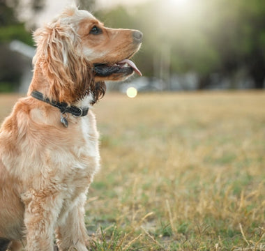 Adorable golden Cocker Spaniel sitting in a field