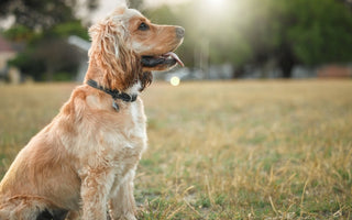 Treat Edema in Pets Effectively with LMFS Therapy