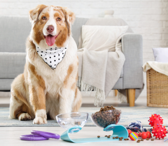 Australian Shepherd dog wearing a bandana sits on a rug near its food and toys.
