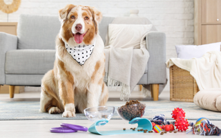 Australian Shepherd dog wearing a bandana sits on a rug near its food and toys.