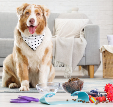 Australian Shepherd dog wearing a bandana sits on a rug near its food and toys.